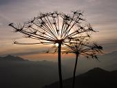 Salita da Rovetta a Cima Paré (1642 m) il 2 dicembre 2009 - Piero e Fulvio - FOTOGALLERY